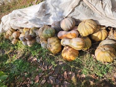 вилы садовые: Тыквы домашнего урожая. - Сортовая смесь: крупноплодные и мускатные — 1