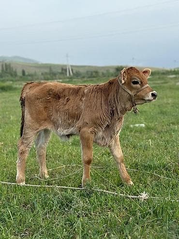 парода уйлар: Продаю | Корова (самка) | Полукровка | Для молока | После отела — 4