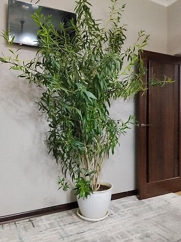 Крупное комнатное растение в напольном кашпо - Декоративный куст с