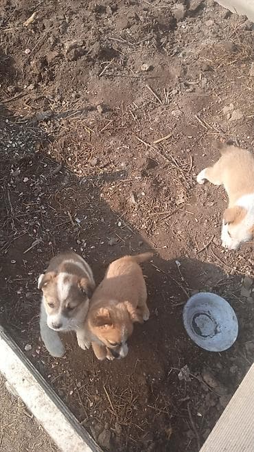 Аквариумы: Щенки-дворняжки, помесь средних пород - Возраст: на фото малыши — 4