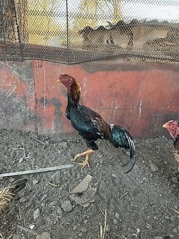 сколько стоит кошка в бишкеке: Продаю | Куры | Бойцовая | Для разведения — 1