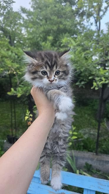 грызуны домашние: Кошка даром: Беспородная, 3 месяца, Девочка, Приучена к лотку — 2