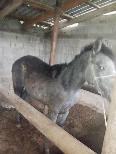 маленькие лошади: Продаю | Жеребенок | Полукровка | Рабочий — 1