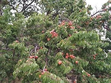 продаю с: Продаётся дачный участок/садовый надел с насаждениями. Основные — 5