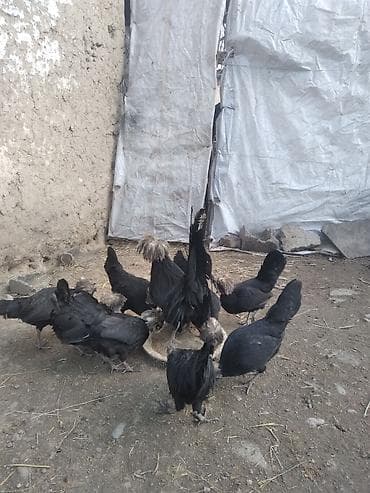 минги аттар: Декор Голландский белохох тукумдарын сатам — 1