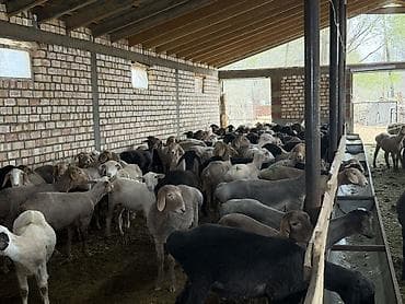 кане корсо собака цена: Продаю | Баран (самец) | На забой — 4