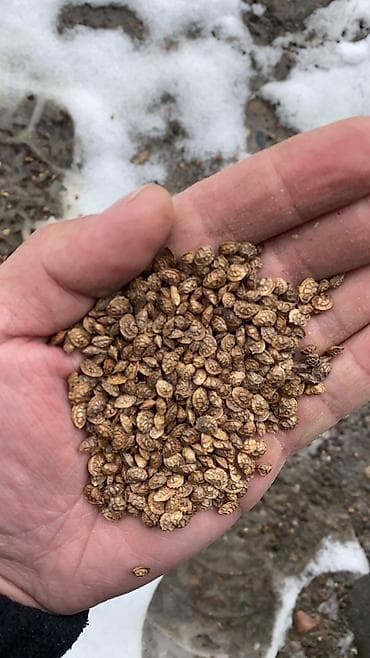 чеснок оптом цена: Семена экспарсет оптом 🤝 — 2