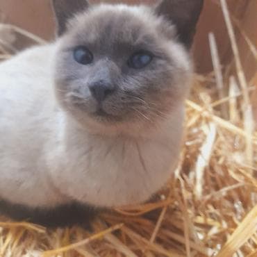 Отдаю в хорошие руки Идеально подойдёт тем кто любит котов,находимся в at lalafo.kg Отдаю в хорошие руки Идеально подойдёт тем кто любит котов,находимся в