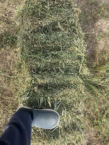 эспарцет тюки: Клевер первый укос, тюки тяжелые и плотные 90см, пресс Кыргызстан — 2