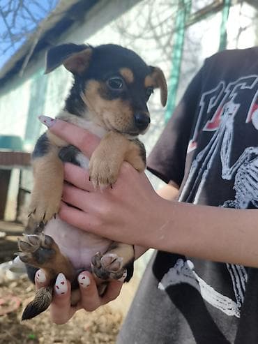 щенки мопса: Отдам в добрые руки щенок девочка полтора месяца. Мама той терьер а — 1