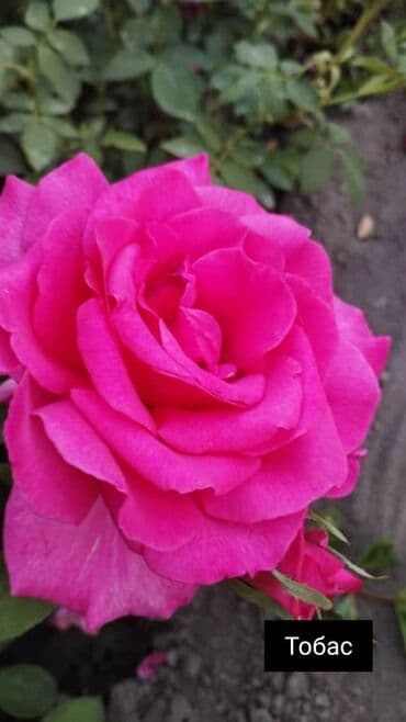 теплица цветы бишкек: Черенки цветка: Розы — 26