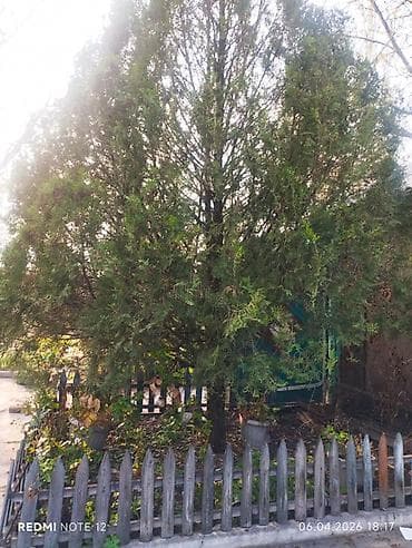 металла резка: Продаю дерево орех и елка больше 10 лет договорная — 2