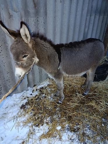 Башка жаныбарлар: Осёл мини (молодой, серо-бурый) - Компактный рост, крепкое — 2