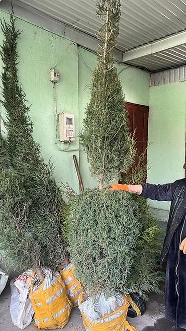 Другие товары для дома: Саженцы хвойных и декоративных кустарников для ландшафтного — 5