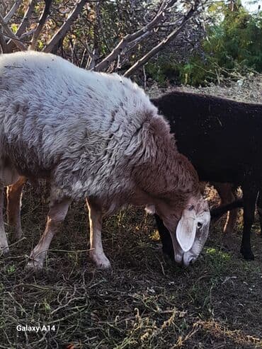 сколько стоит шарпей щенок: Продаю | Баран (самец) | Арашан | Для разведения | Осеменитель — 4