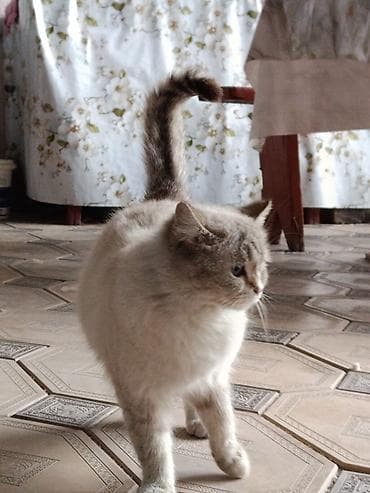 Кошки: Кошка с голубыми глазами и дымчато‑серебристым окраcом Особенности: - — 3