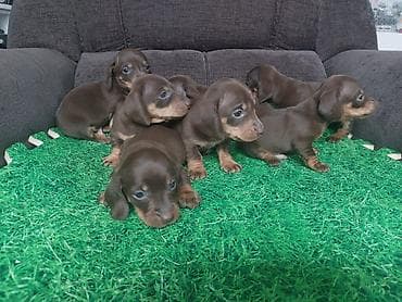 русская спаниель: Щенки таксы, гладкошерстная мини. Окрас: шоколад с подпалом. На фото — 9
