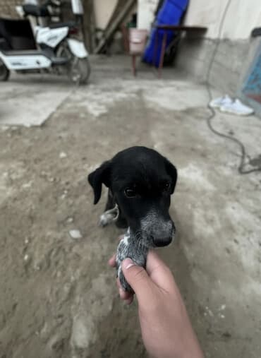 Вязка собак: 3 месяца, Самка, С прививкой — 1