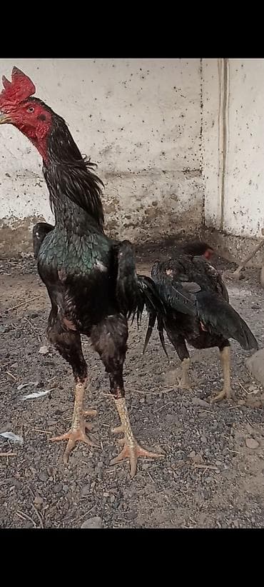 петух жерси: Продаю | Петух | Бойцовая | Для разведения — 2
