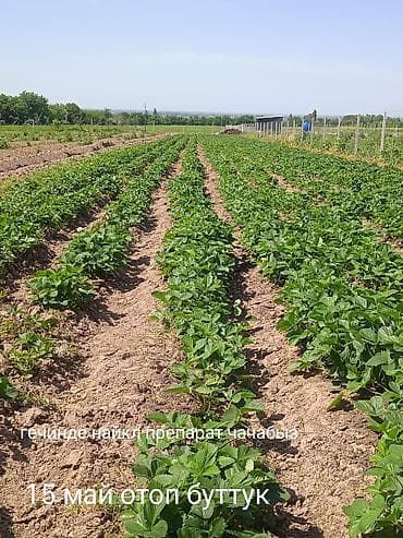 продам клубнику: Саженцы клубники сорт: Виктория очень плодоносные — 3