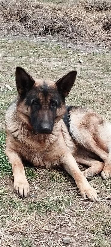 восточно европейская овчарка цена: Продаю немецкую овчарку 4 месяца с прививкой на фото родители — 7