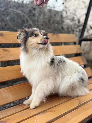 Колли, 10 месяцев, Самка, С прививкой at lalafo.kg Колли, 10 месяцев, Самка, С прививкой