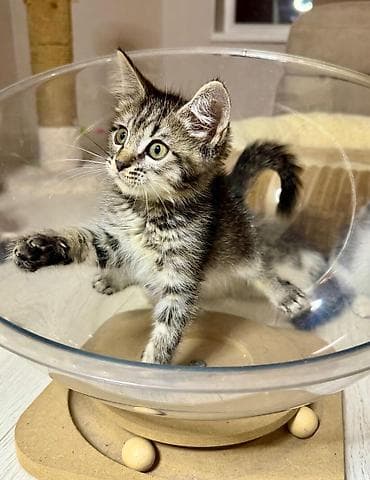 Үй жаныбарлары: Котята ищут любящую семью. Возраст- почти 2 месяца. К туалету — 5