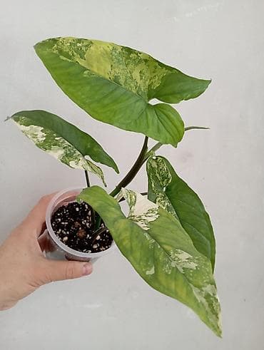 палка: 1- фото Сингониум Милк он грин 800 сом . Остальные Сингониумы по 350 — 2