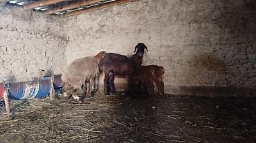 Продаю | Овца (самка) | Для разведения | Матка