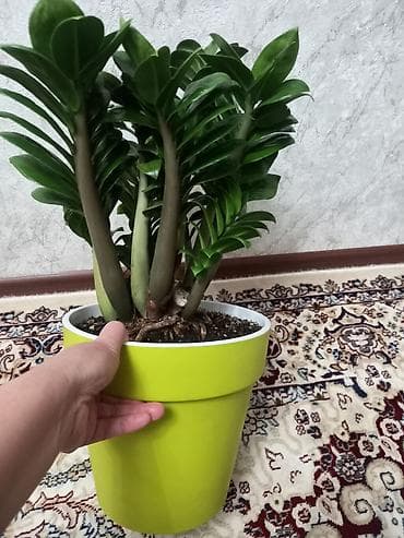 алоэ вера цена: Замиокулькас «Занзибар Джем» (Zamioculcas zamiifolia ‘Zenzi’) в — 2