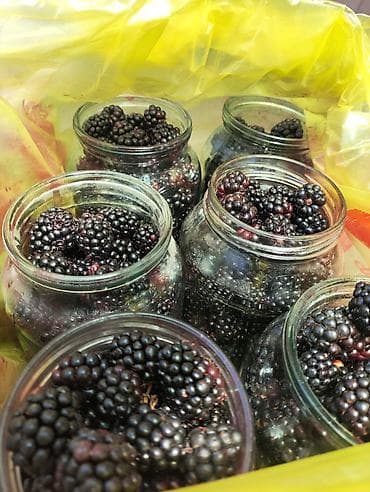 Продукты питания: Свежесобранная ежемалина. каждые 3-5 дней. одна банка в среднем 600 — 1
