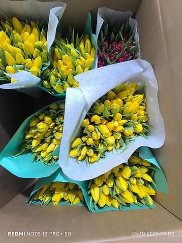 сколько стоит семена тюльпана: Тюльпаны местные с луковицей бронь по предоплате цена 🥳🥳 — 5