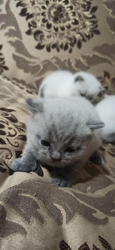 абиссинская кошка купить: Британские короткошерстные котята, окрас пойнт и голубой глазки — 4