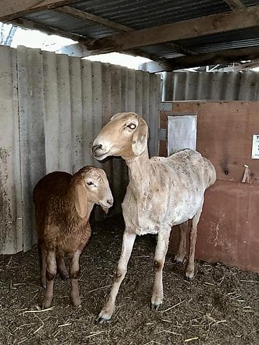 где можно купить перепелов: Продаю | Овца (самка) | Для разведения | Матка — 4
