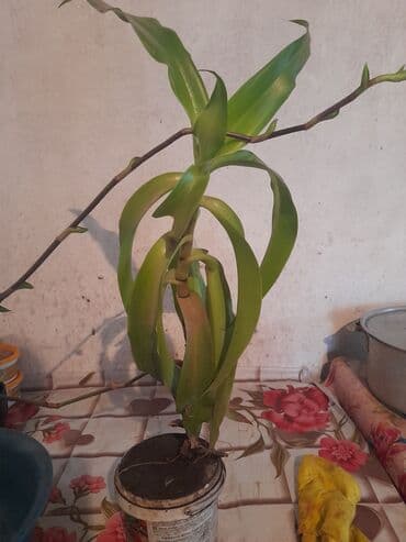 ложки и вилки: Продается золотой ус 1 горшок.А также есть настойка из него,100 мл по — 3