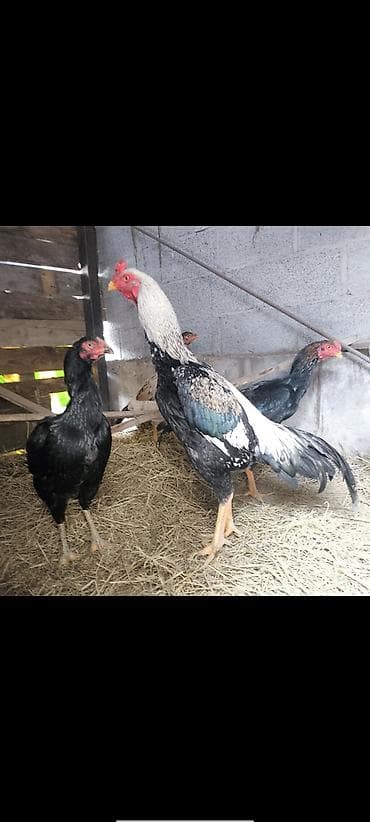 Продаю | Инкубационные яйца | Бойцовая | Для разведения