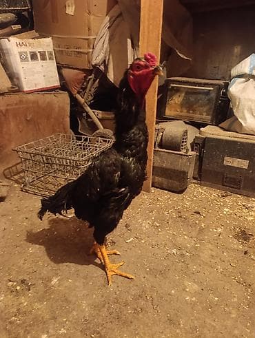 мехеленска кукушка: Продаю | Петух | Бойцовая | Для разведения — 2