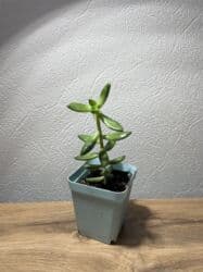 аихризон купить: Пахиседум. Суккулент. Компактное растение с голубовато‑зелёными — 3