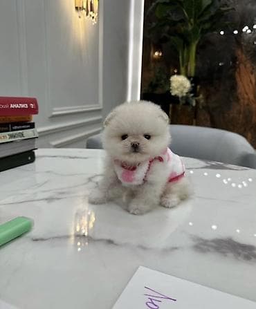 Продажа собак: Шпиц, 1 месяц, Самка, С прививкой, С родословной — 7