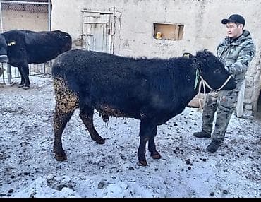 А/ч жаныбарларын сатам: Сатам | Бука (эркек) | Ангус | Бордоп семиртүү үчүн | Байланган — 1