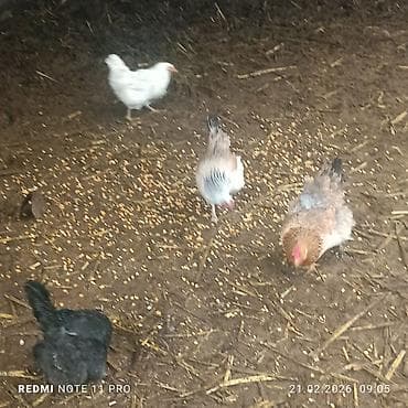 гнездо для кур: Продаю курей есть 4 штук прошу по 800 сом за каждого находится — 3