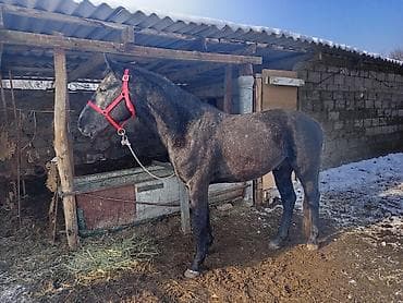 дакан атлас: Продаю | Жеребец | Полукровка | Рабочий — 2