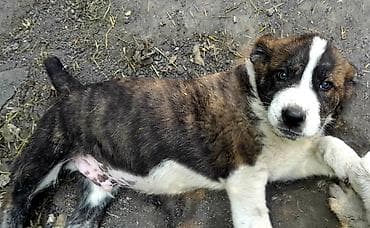 Иттер сатылат: Щенки среднеазиатской овчарки (Алабай) - Порода: среднеазиатская — 2