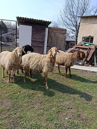 куриные головы: Продаю | Овца (самка) | Полукровка | На забой | Ярка — 1