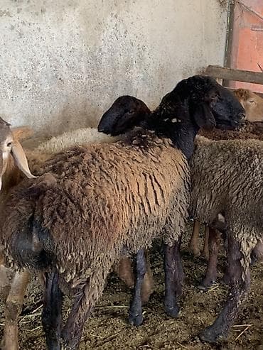 нужен кот: Продаю | Баран (самец), Овца (самка), Ягненок | Для разведения — 2