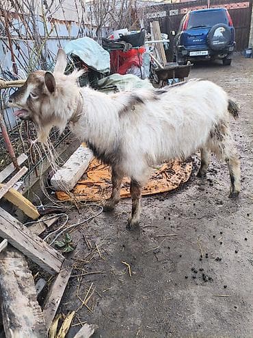 заненский эчки: Сатам | Теке (эркек) | Аргын | Көбөйтүү үчүн | Асыл тукумдуу — 4