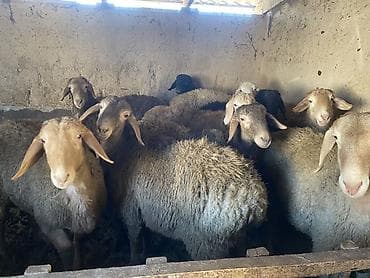 Продаю | Баран (самец) | Гиссарская, Арашан | На забой, Для разведения | Осеменитель