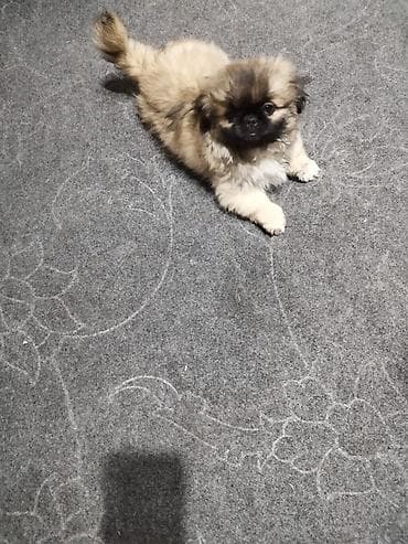 куплю охотничью собаку: "щенки пекинес, мальчик и девочка,почти 3 месяца привитые — 2