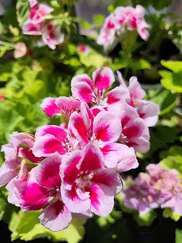 фиалку: Фиалки (сенполии) и герань (пеларгония) в горшках — комнатные цветущие — 5