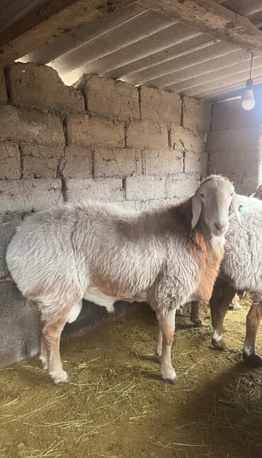 продажа щенков немецкой овчарки в бишкеке с документами: Кочкор линия вованыча 
Уши 21
Холка 93
2 зуба 
Прошу 3000$ — 1